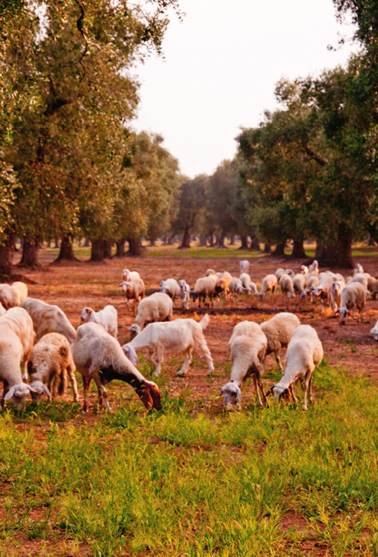 Natuurbeelden in de Grecia Salentina rond Martignano.
