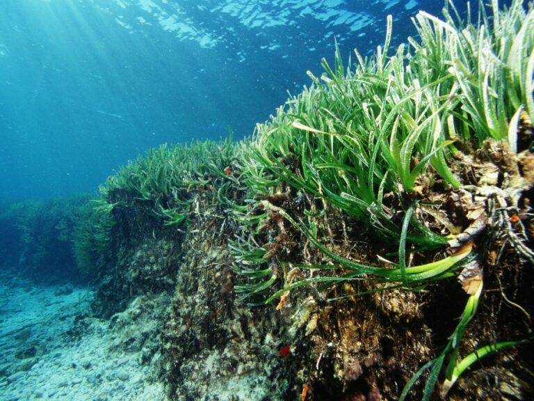 Posidonia Oceanica, Balearen